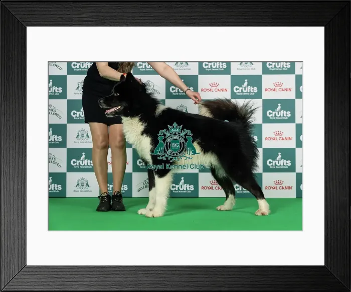 Framed Print : Canadian Eskimo Dog Best of Breed Crufts 2026 Framed Print : Canadian Eskimo Dog Best of Breed Crufts 2026