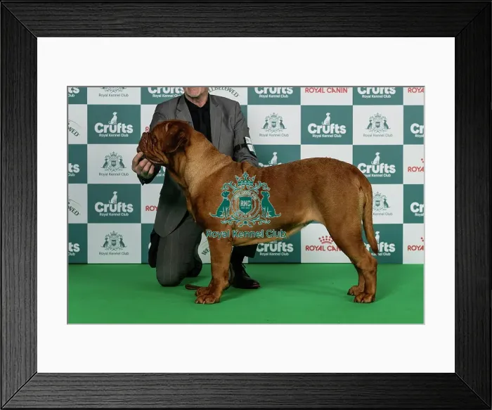 Framed Print : Dogue De Bordeaux Best of Breed Crufts 2026 Framed Print : Dogue De Bordeaux Best of Breed Crufts 2026