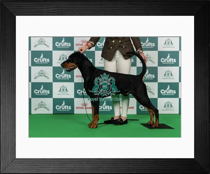 Framed Print : Dobermann Best of Breed Crufts 2026 Framed Print : Dobermann Best of Breed Crufts 2026