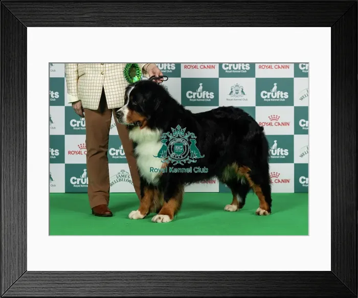 Framed Print : Bernese Mountain Dog Best of Breed Crufts 2026 Framed Print : Bernese Mountain Dog Best of Breed Crufts 2026