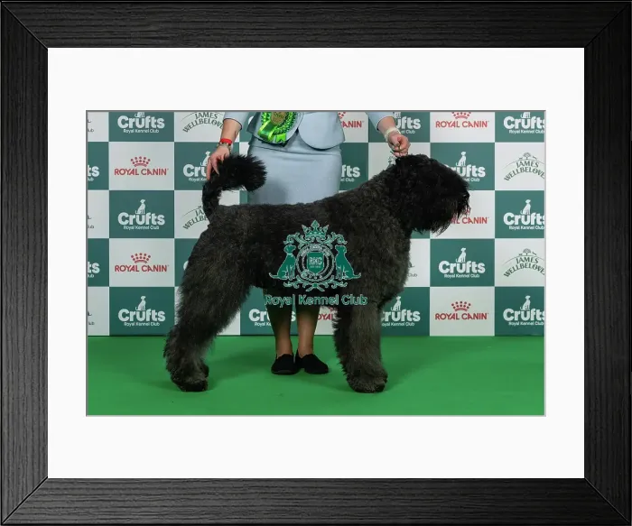 Framed Print : Bouvier Des Flandres Best of Breed Crufts 2026 Framed Print : Bouvier Des Flandres Best of Breed Crufts 2026