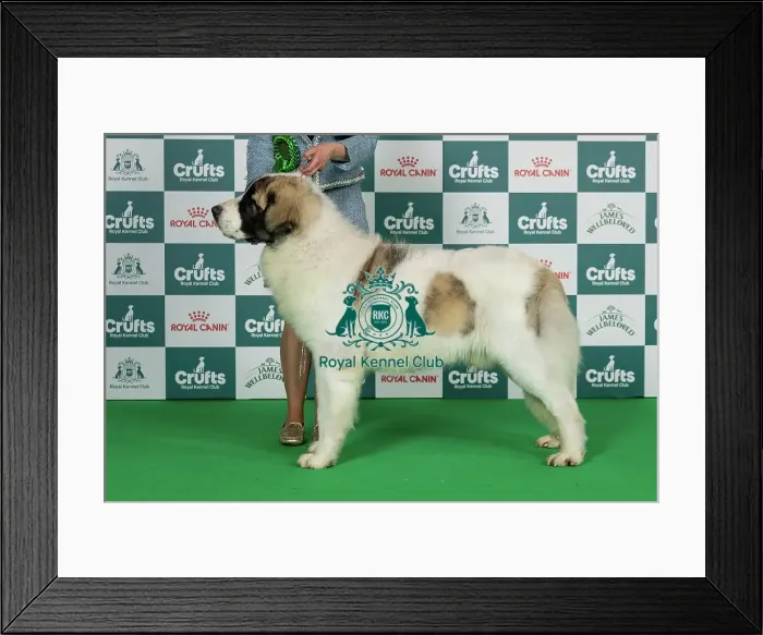 Framed Print : Any Variety Imported Breed Register (Working) Best of Breed Crufts 2026 Framed Print : Any Variety Imported Breed Register (Working) Best of Breed Crufts 2026