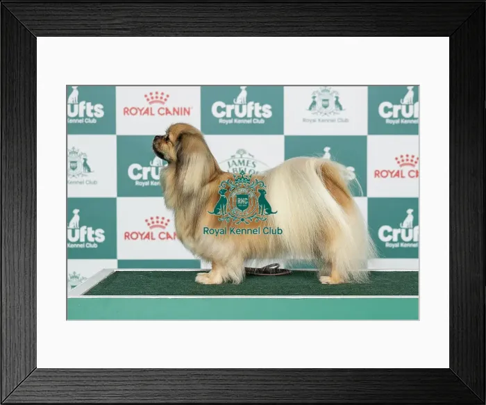 Framed Print : Tibetan Spaniel Best of Breed Crufts 2026 Framed Print : Tibetan Spaniel Best of Breed Crufts 2026