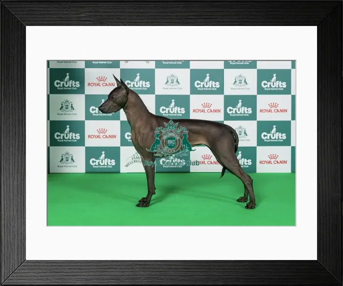 Framed Print : Xoloitzcuintle (Mex Hairless) Best of Breed Crufts 2026 Framed Print : Xoloitzcuintle (Mex Hairless) Best of Breed Crufts 2026