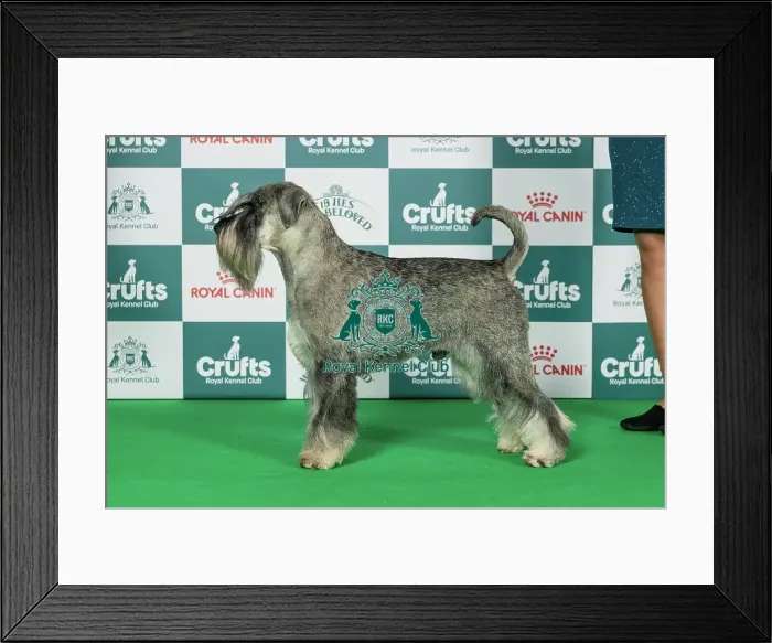 Framed Print : Schnauzer Best of Breed Crufts 2026