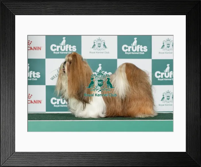 Framed Print : Shih Tzu Best of Breed Crufts 2026