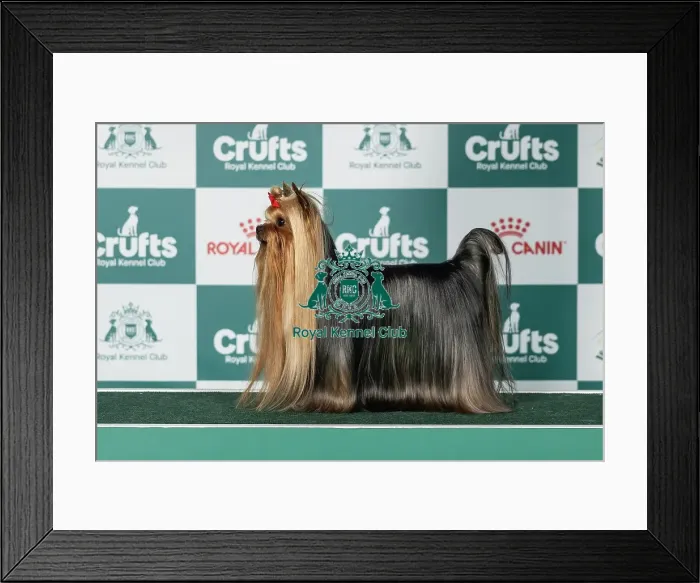 Framed Print : Yorkshire Terrier Best of Breed Crufts 2026 Framed Print : Yorkshire Terrier Best of Breed Crufts 2026