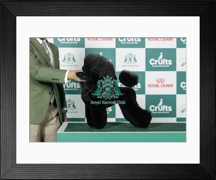 Framed Print : Poodle (Toy) Best of Breed Crufts 2026 Ch Dream High Kai Kennel Afterglow Adrenaline (imp)