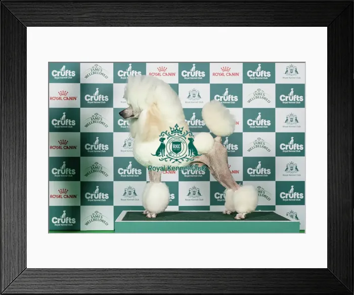 Framed Print : Poodle (Standard) Best of Breed Crufts 2026 Framed Print : Poodle (Standard) Best of Breed Crufts 2026