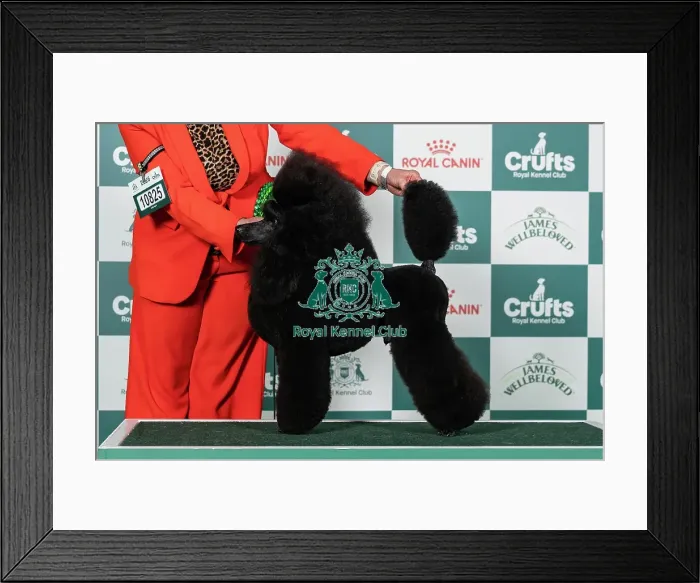 Framed Print : Poodle (Miniature) Best of Breed Crufts 2026 Framed Print : Poodle (Miniature) Best of Breed Crufts 2026