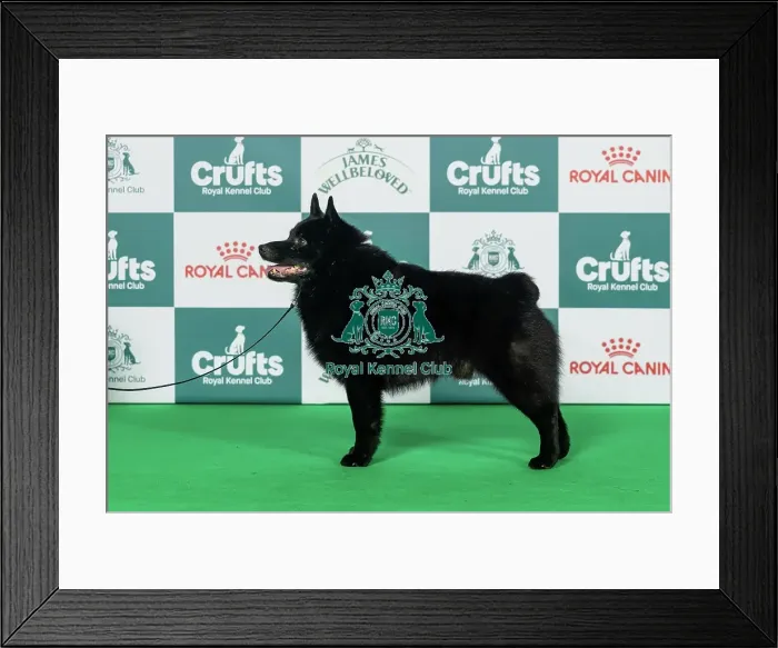 Framed Print : Schipperke Best of Breed Crufts 2026 Framed Print : Schipperke Best of Breed Crufts 2026