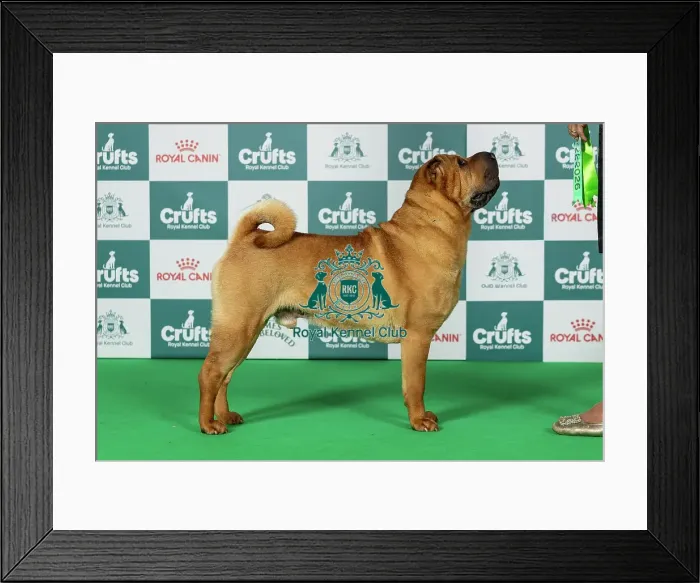 Framed Print : Shar Pei Best of Breed Crufts 2026 Ch Chernyi Chizh Baloved by All at Sharpuggles (Imp Rus) (Mrss Grimshaw) Framed Print : Shar Pei Best of Breed Crufts 2026 Ch Chernyi Chizh Baloved by All at Sharpuggles (Imp Rus) (Mrss Grimshaw)
