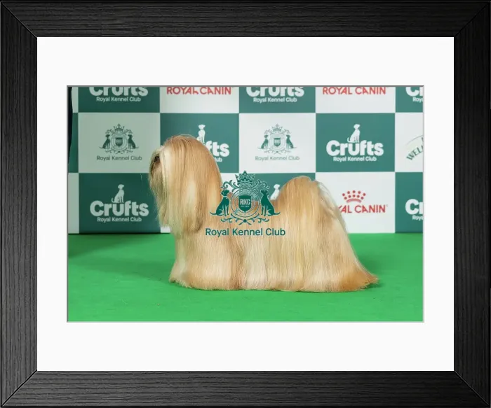 Framed Print : Lhasa Apso Best of Breed Crufts 2026 Framed Print : Lhasa Apso Best of Breed Crufts 2026