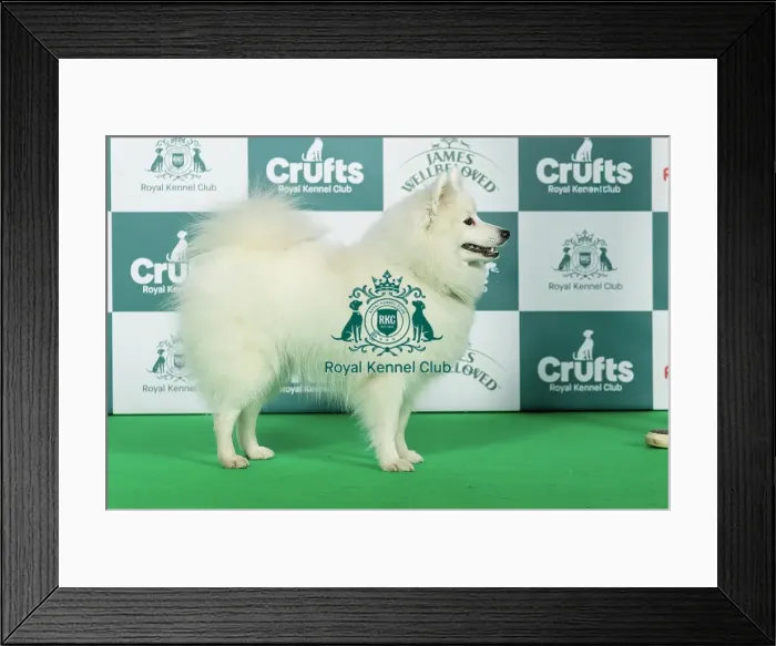 Framed Print : Japanese Spitz Best of Breed Crufts 2026 Framed Print : Japanese Spitz Best of Breed Crufts 2026