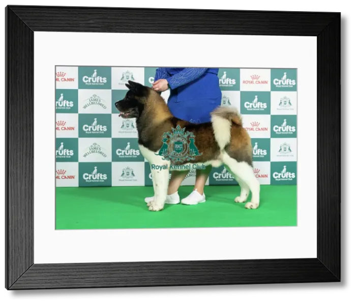 Framed Print : Japanese Akita Inu Best of Breed Crufts 2026 Framed Print : Japanese Akita Inu Best of Breed Crufts 2026