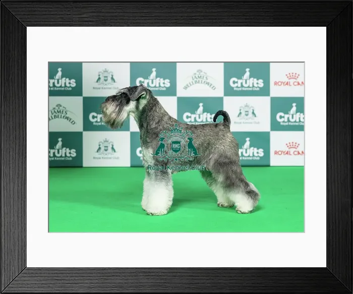 Framed Print : Miniature Schnauzer Best of Breed Crufts 2026 Framed Print : Miniature Schnauzer Best of Breed Crufts 2026