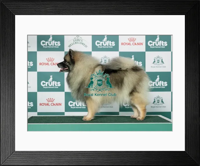 Framed Print : Keeshond Best of Breed Crufts 2026 Framed Print : Keeshond Best of Breed Crufts 2026