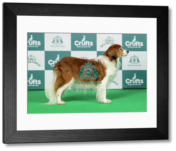 Framed Print : Kooikerhondje Best of Breed Crufts 2026 Sensation vom Tespelkooi of Valleyrise VW (Imp Deu) (MISS C JOHNSON) Framed Print : Kooikerhondje Best of Breed Crufts 2026 Sensation vom Tespelkooi of Valleyrise VW (Imp Deu) (MISS C JOHNSON)