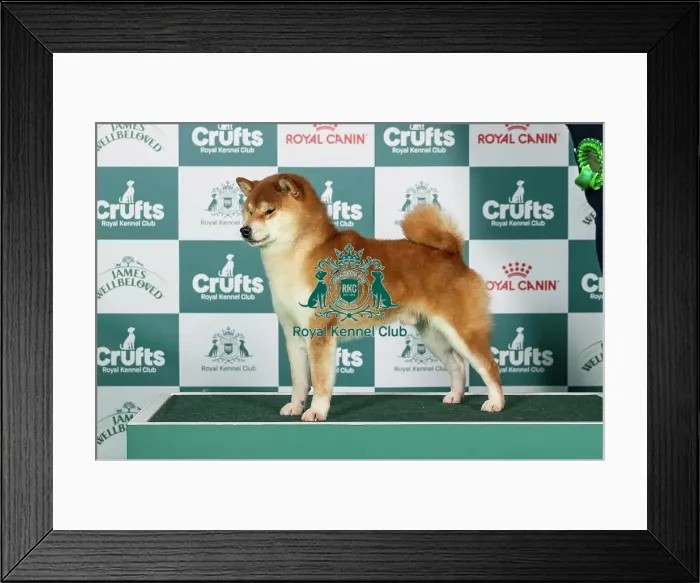 Framed Print : Japanese Shiba Inu Best of Breed Crufts 2026