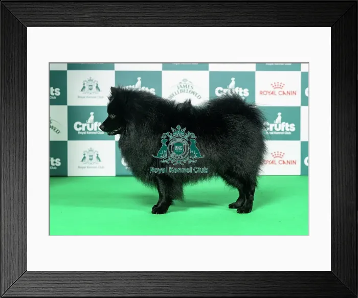 Framed Print : German Spitz (Mittel) Best of Breed Crufts 2026 Framed Print : German Spitz (Mittel) Best of Breed Crufts 2026