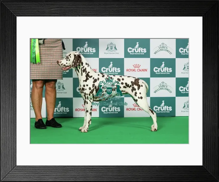 Framed Print : Dalmatian Best of Breed Crufts 2026 Framed Print : Dalmatian Best of Breed Crufts 2026