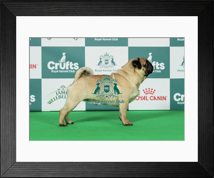 Framed Print : Pug Best of Breed Crufts 2026 Framed Print : Pug Best of Breed Crufts 2026