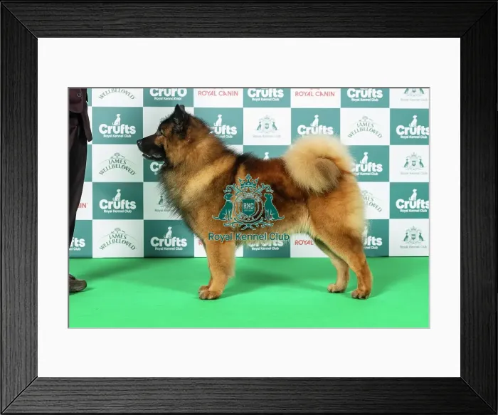 Framed Print : Eurasier Best of Breed Crufts 2026 Framed Print : Eurasier Best of Breed Crufts 2026