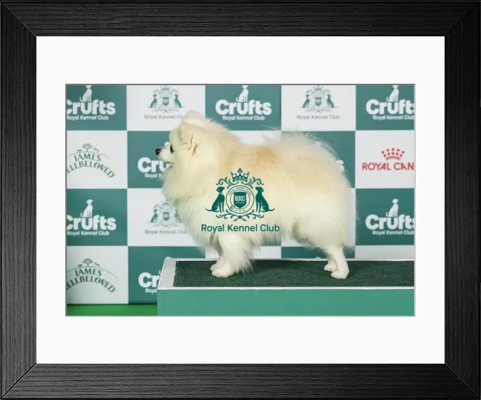 Framed Print : German Spitz (Klein) Best of Breed Crufts 2026 Framed Print : German Spitz (Klein) Best of Breed Crufts 2026