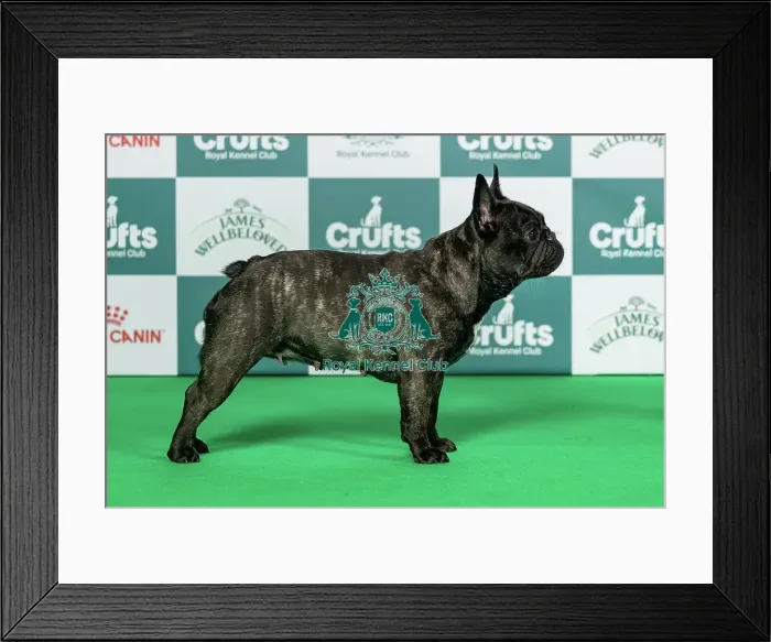 Framed Print : French Bulldog Best of Breed Crufts 2026 Ch Budbulls Maximum Impact for Olijah JW (Imp Srb) (Miss O TIMMS) Framed Print : French Bulldog Best of Breed Crufts 2026 Ch Budbulls Maximum Impact for Olijah JW (Imp Srb) (Miss O TIMMS)