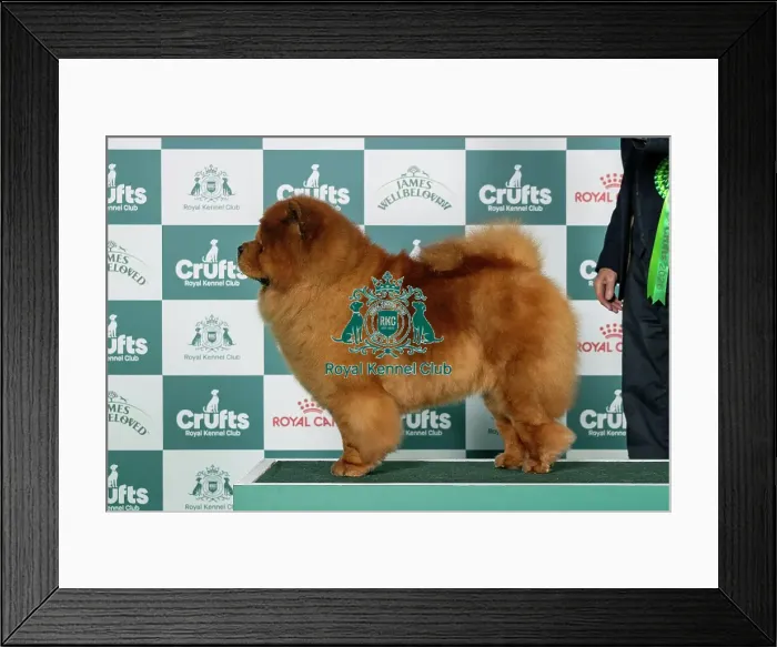 Framed Print : Chow Chow Best of Breed Crufts 2026 Ch Elvis The Amazing Boy del Tassino to Loyjean (Imp Che) (Mr W McNaught) Framed Print : Chow Chow Best of Breed Crufts 2026 Ch Elvis The Amazing Boy del Tassino to Loyjean (Imp Che) (Mr W McNaught)