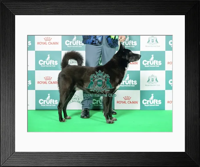 Framed Print : Canaan Dog Best of Breed Crufts 2026 Anacan We Got The Power (Mrs E M Minto) Day 3 - Saturday 7 March 2026 Framed Print : Canaan Dog Best of Breed Crufts 2026 Anacan We Got The Power (Mrs E M Minto) Day 3 - Saturday 7 March 2026