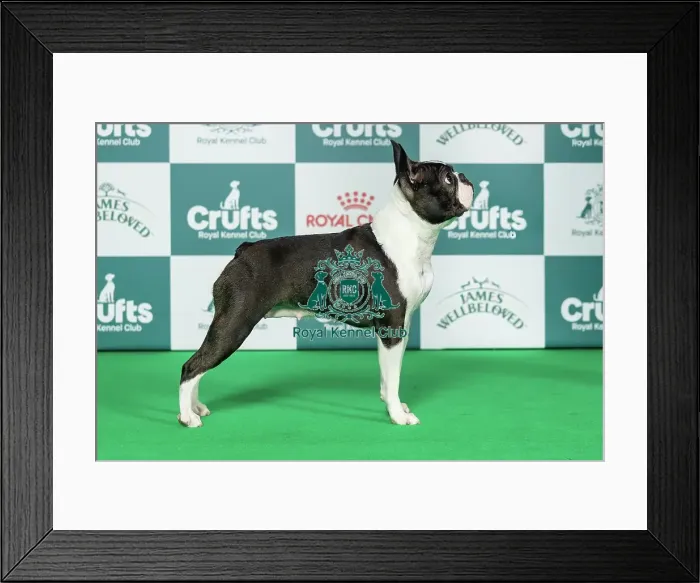 Framed Print : Boston Terrier Best of Breed Crufts 2026 Framed Print : Boston Terrier Best of Breed Crufts 2026