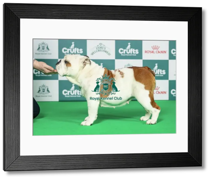 Framed Print : Bulldog Best of Breed Crufts 2026 Framed Print : Bulldog Best of Breed Crufts 2026