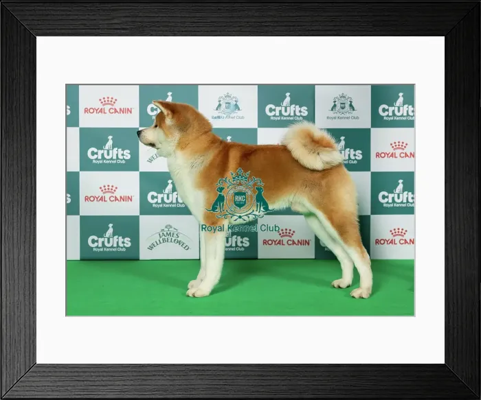 Framed Print : Akita Best of Breed Crufts 2026 Framed Print : Akita Best of Breed Crufts 2026