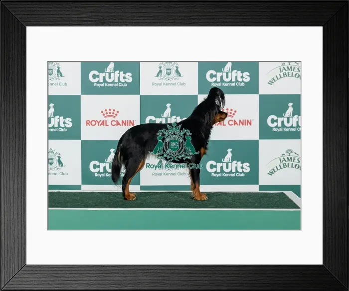 Framed Print : Russian Toy Best of Breed Crufts 2026 Framed Print : Russian Toy Best of Breed Crufts 2026