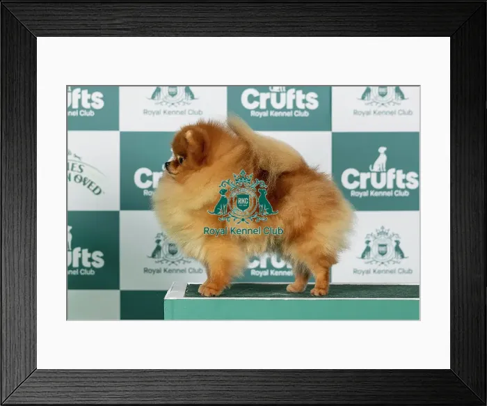 Framed Print : Pomeranian Best of Breed Crufts 2026 Framed Print : Pomeranian Best of Breed Crufts 2026