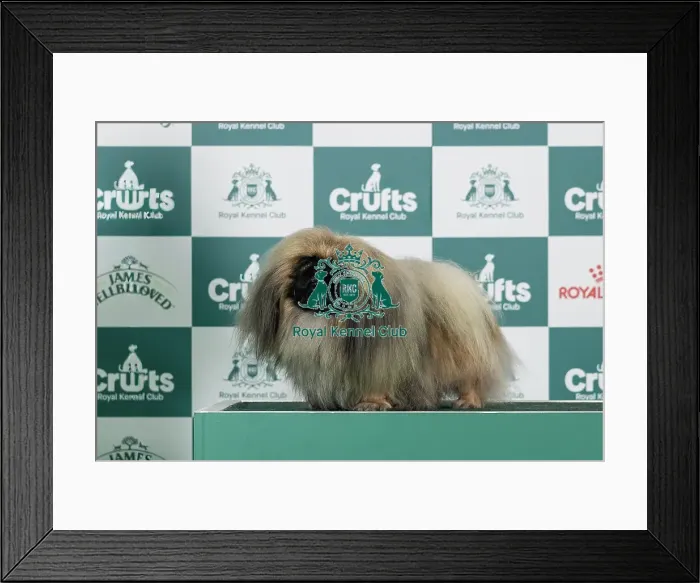 Framed Print : Pekingese Best of Breed Crufts 2026 Framed Print : Pekingese Best of Breed Crufts 2026