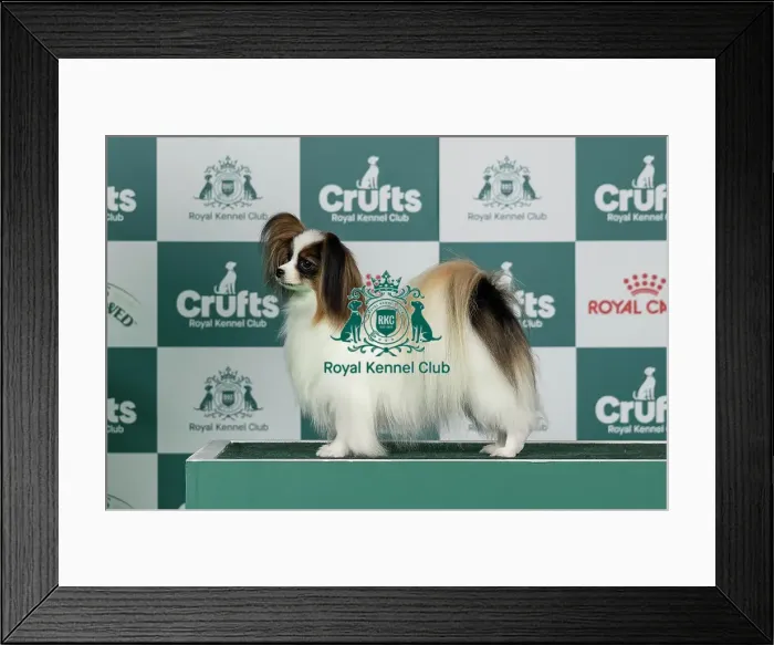 Framed Print : Papillon Best of Breed Crufts 2026 Framed Print : Papillon Best of Breed Crufts 2026