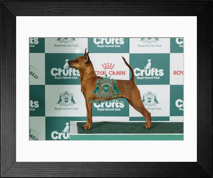 Framed Print : Miniature Pinscher Best of Breed Crufts 2026 Framed Print : Miniature Pinscher Best of Breed Crufts 2026