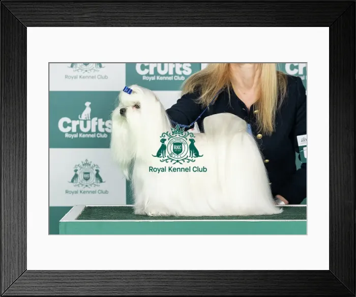 Framed Print : Maltese Best of Breed Crufts 2026 Framed Print : Maltese Best of Breed Crufts 2026