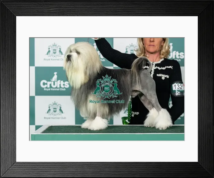 Framed Print : Lowchen (Little Lion Dog) Best of Breed Crufts 2026 Framed Print : Lowchen (Little Lion Dog) Best of Breed Crufts 2026