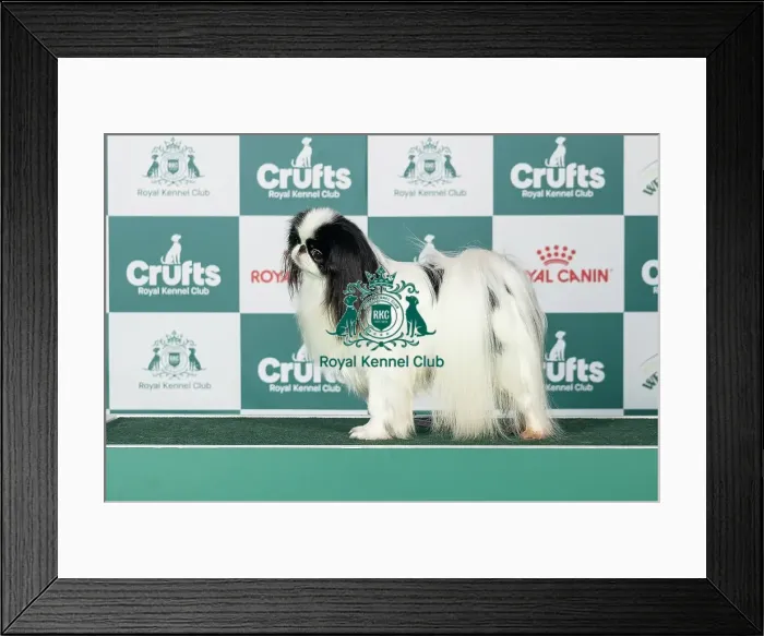 Framed Print : Japanese Chin Best of Breed Crufts 2026 Framed Print : Japanese Chin Best of Breed Crufts 2026