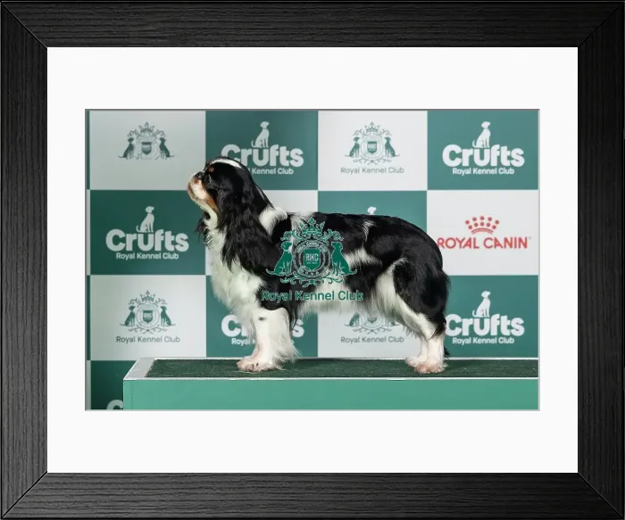 Framed Print : King Charles Spaniel Best of Breed Crufts 2026