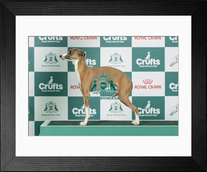 Framed Print : Italian Greyhound Best of Breed Crufts 2026 Framed Print : Italian Greyhound Best of Breed Crufts 2026
