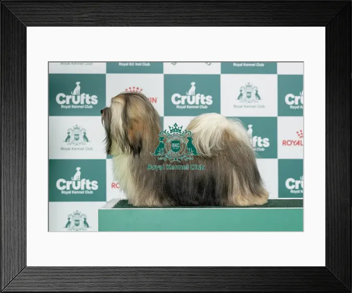 Framed Print : Havanese Best of Breed Crufts 2026 Bailemos Miss Curvaceous (IKC) (Mrs O & Mr D Carty-Parge & Parge) Framed Print : Havanese Best of Breed Crufts 2026 Bailemos Miss Curvaceous (IKC) (Mrs O & Mr D Carty-Parge & Parge)