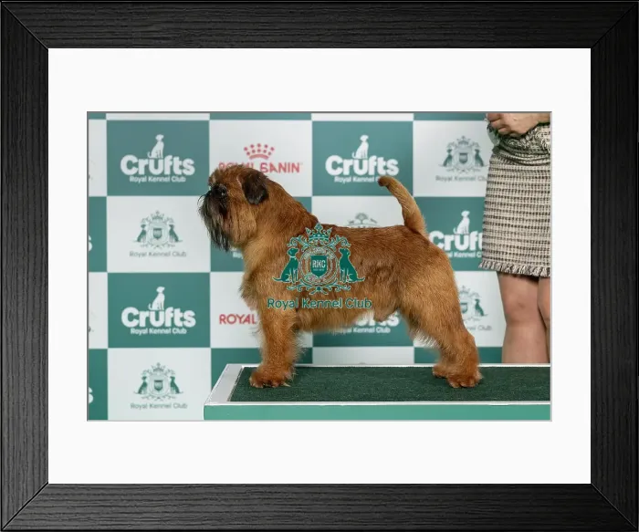 Framed Print : Griffon Bruxellois Best of Breed Crufts 2026