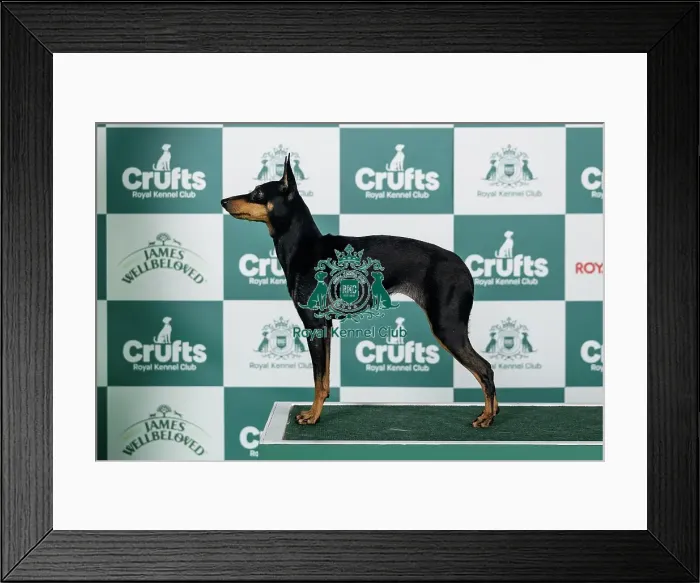 Framed Print : English Toy Terrier (Black and Tan) Best of Breed Crufts 2026 Framed Print : English Toy Terrier (Black and Tan) Best of Breed Crufts 2026