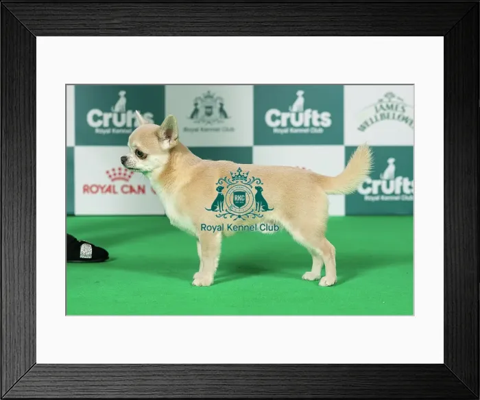 Framed Print : Chihuahua (Smooth Coat) Best of Breed Crufts 2026 Framed Print : Chihuahua (Smooth Coat) Best of Breed Crufts 2026