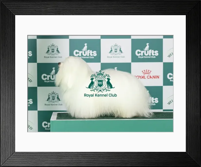 Framed Print : Coton De Tulear Best of Breed Crufts 2026 Framed Print : Coton De Tulear Best of Breed Crufts 2026