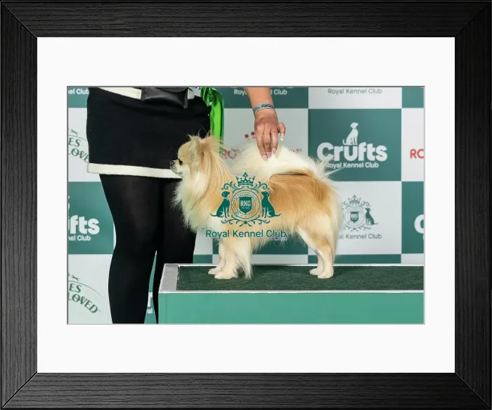 Framed Print : Chihuahua (Long Coat) Best of Breed Crufts 2026 Framed Print : Chihuahua (Long Coat) Best of Breed Crufts 2026